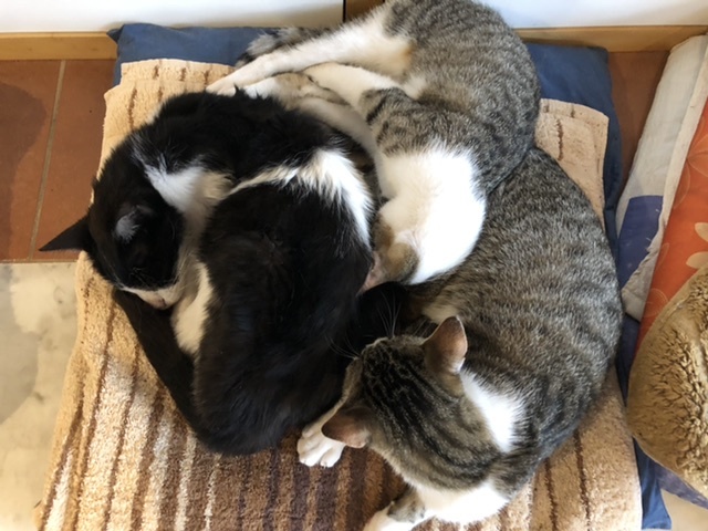 お兄ちゃん大好き!_d0136540_05412868.jpeg