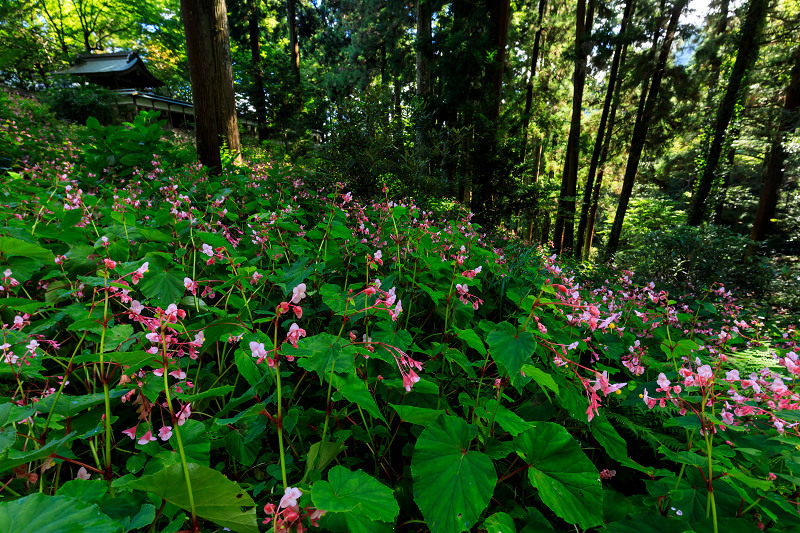 秋海棠咲く森（河内長野市・岩湧寺）_f0155048_23505761.jpg