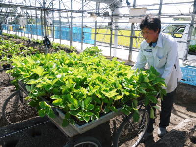 熊本イチゴ 熊紅 ゆうべに 苗床から栽培ハウスへ定植 前編 flcパートナーズストア 熊本イチゴ 熊紅 ゆうべに 苗床から栽培ハウスへ定植 前編 flcパートナーズストア