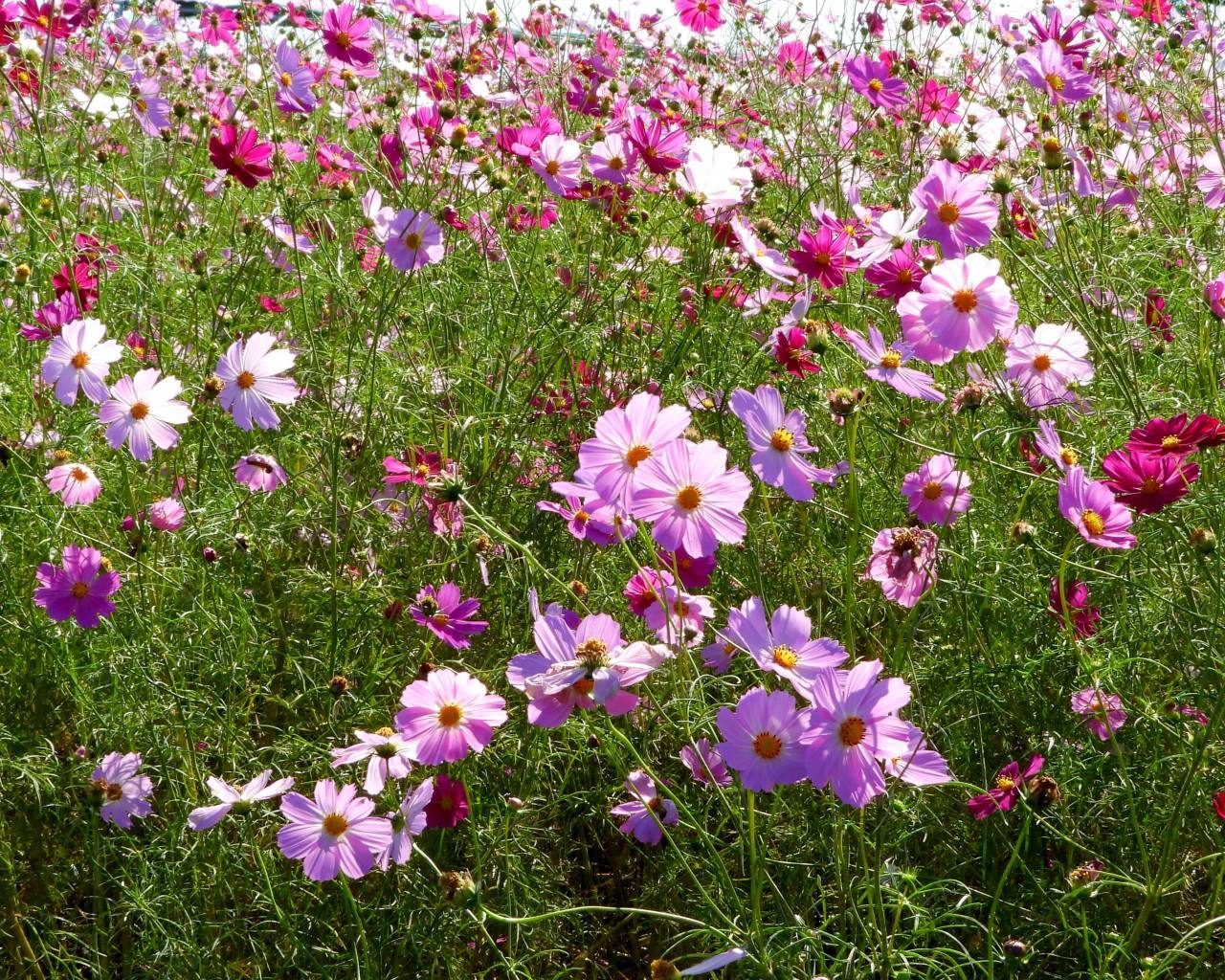 鼻高展望花の丘で 2020秋_c0305565_17341674.jpg