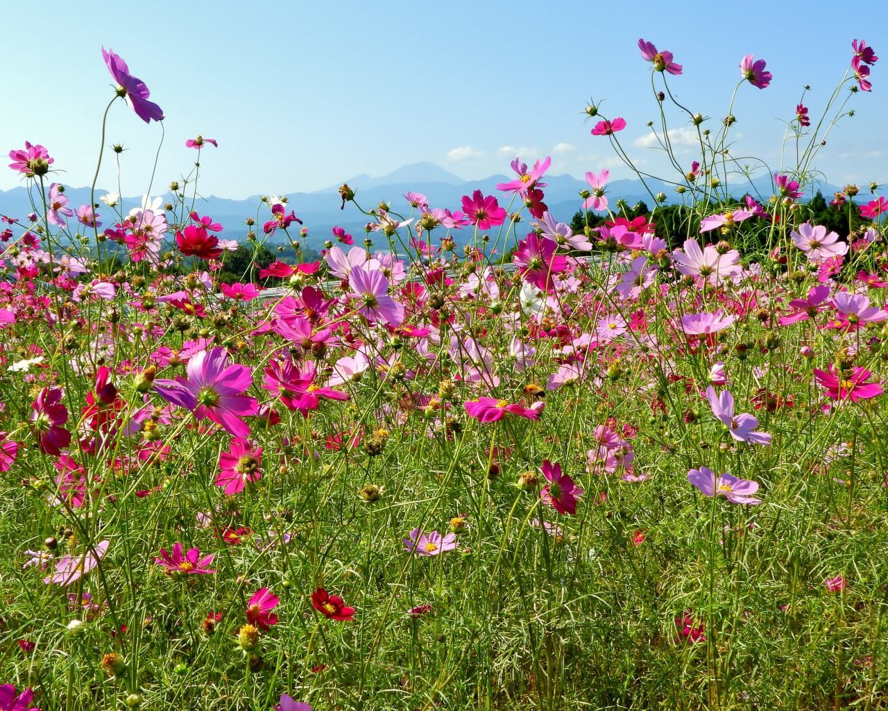 鼻高展望花の丘で 2020秋_c0305565_17345039.jpg