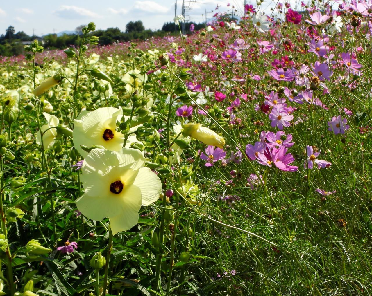 鼻高展望花の丘で 2020秋_c0305565_17353136.jpg