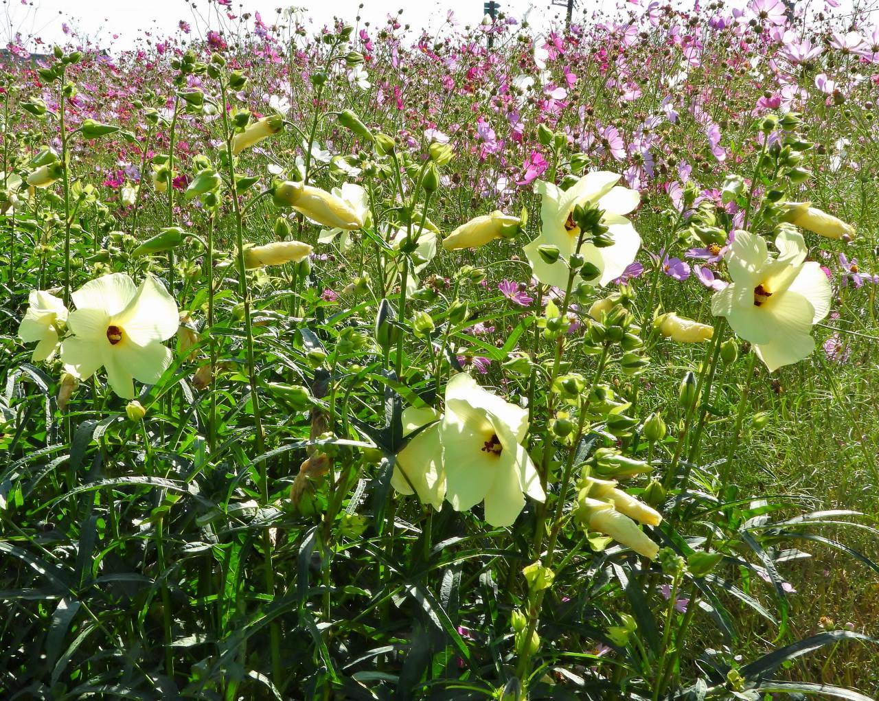 鼻高展望花の丘で 2020秋_c0305565_17360195.jpg