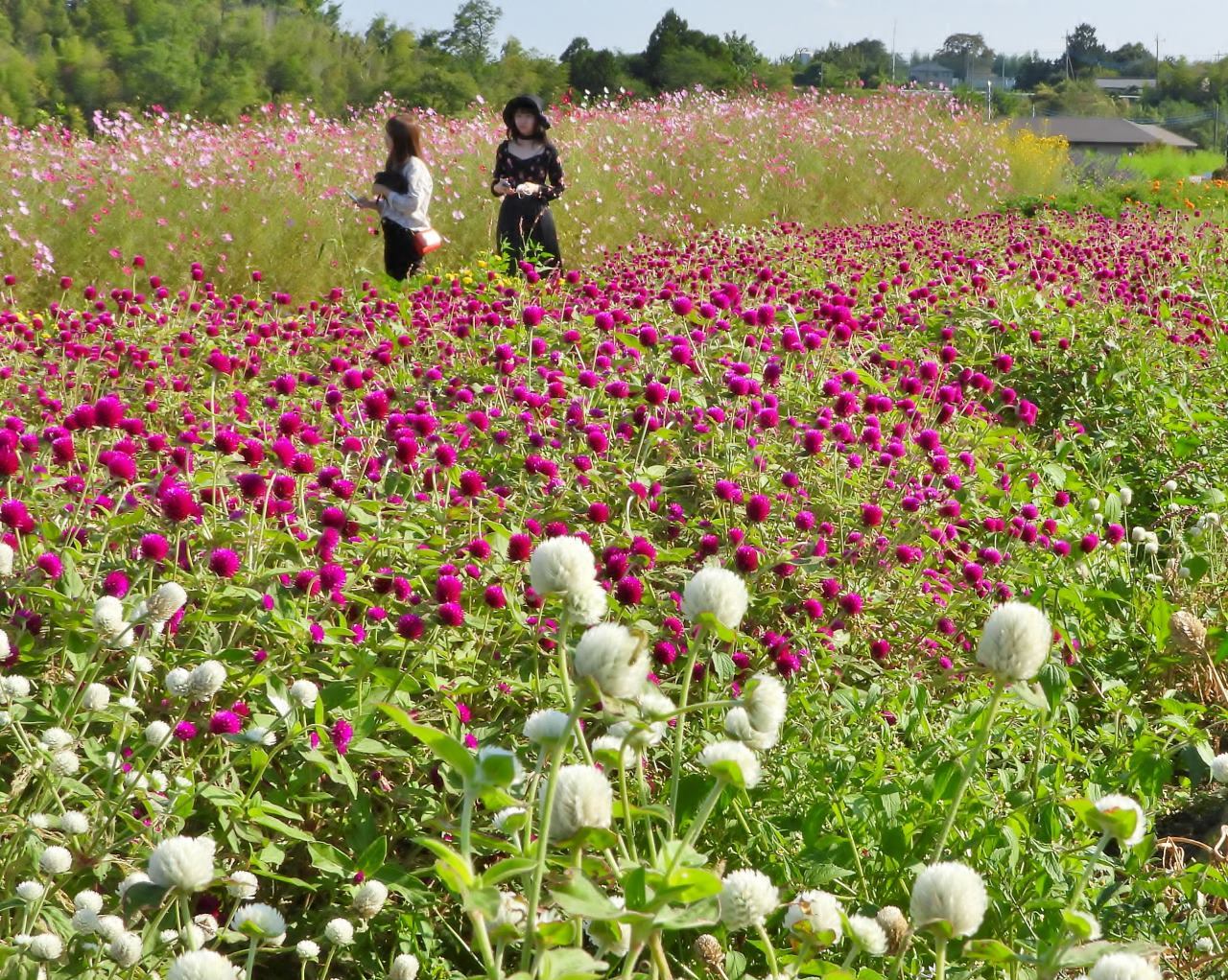 鼻高展望花の丘で 2020秋_c0305565_17385474.jpg