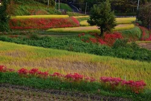 棚田の彼岸花　　葛城古道_c0303868_15051878.jpg