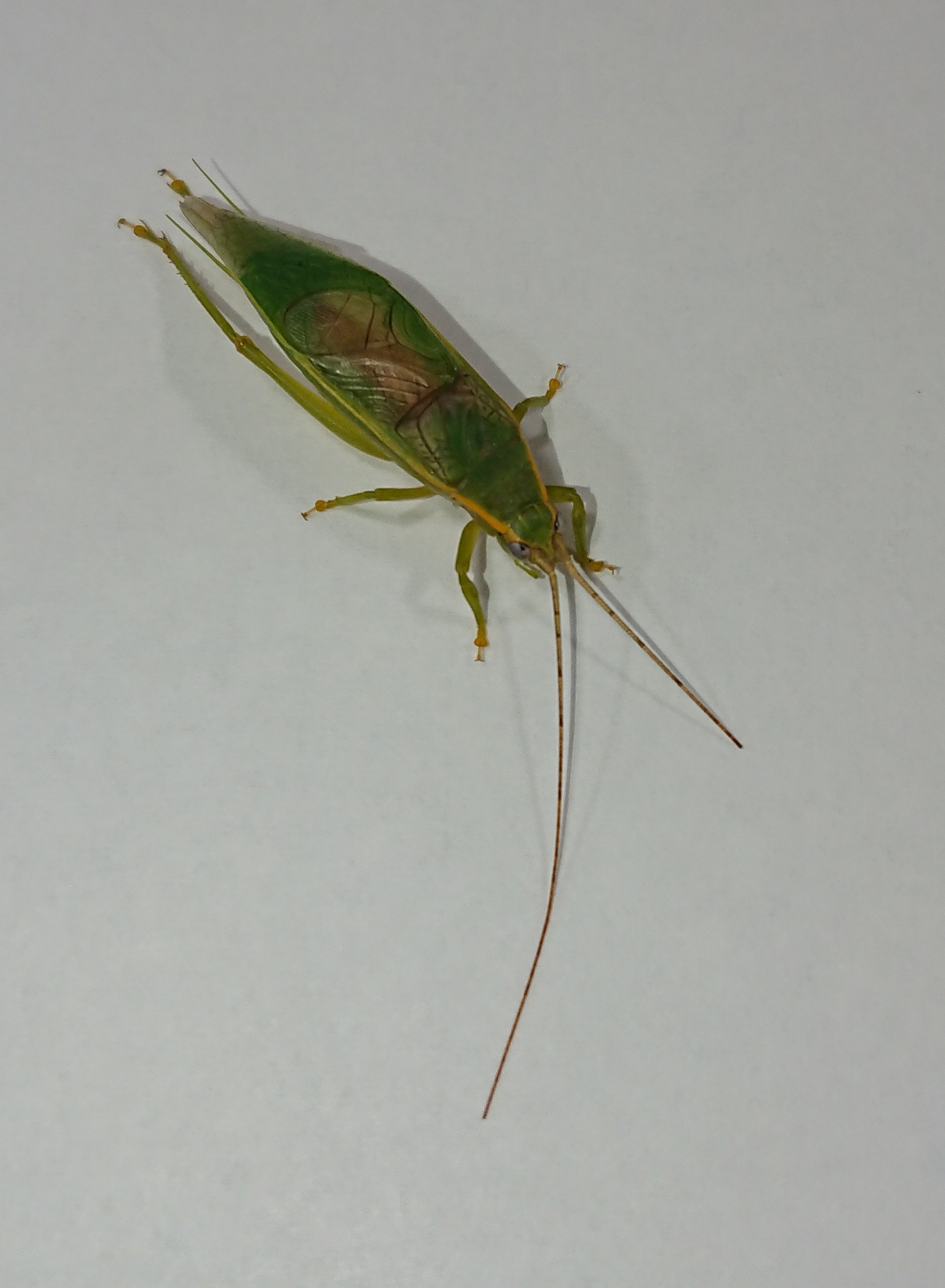 木の上で鳴いている秋の虫 水元かわせみの里水辺のふれあいルーム