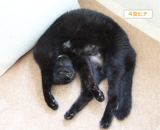 ヒナの病院_a0389088_09331599.jpg
