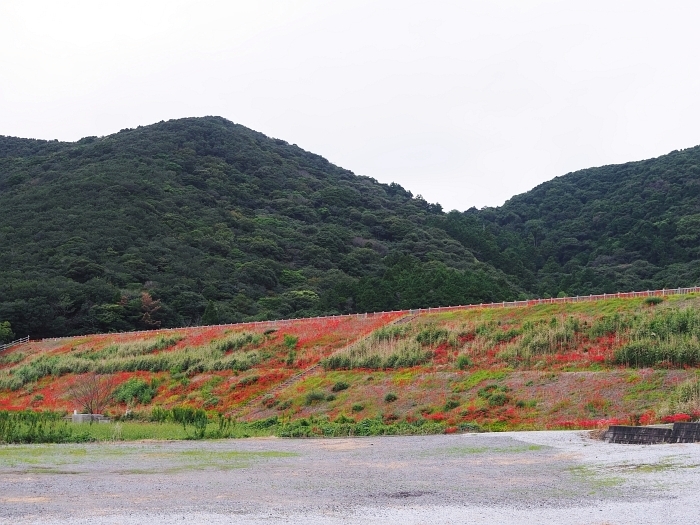 田原市・庚申池の彼岸花　2020_e0075403_13124435.jpg