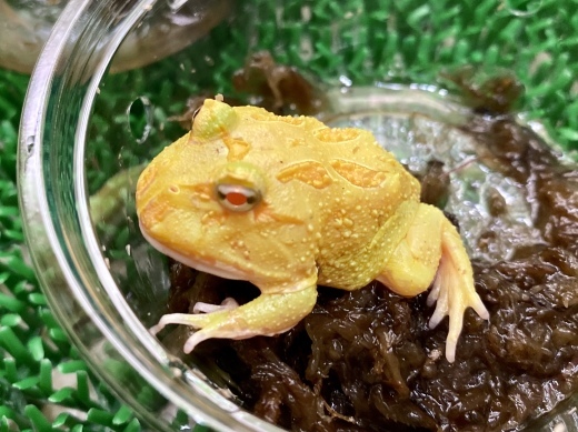 クランウェルツノガエル ライムグリーンアルビノ販売 横浜の爬虫類専門店 アクアマイティーblog