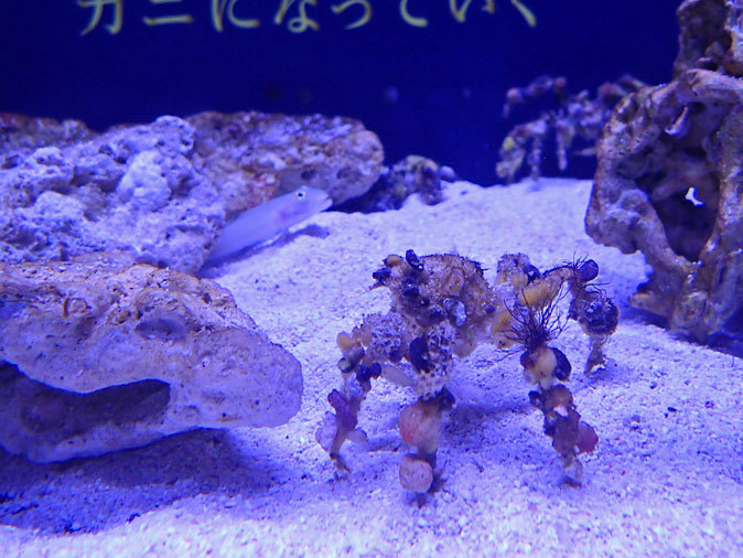 Roland魚録展 モクズショイとヒメジャコガイ アクアパーク品川 続々 動物園ありマス