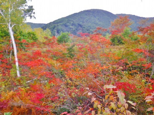 乗鞍高原内も紅葉してきていますよ～。_a0353718_16415906.jpg