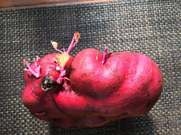 さつまいもを追熟しすぎて芽がでてきた ワクワク ハマっ子野菜作り