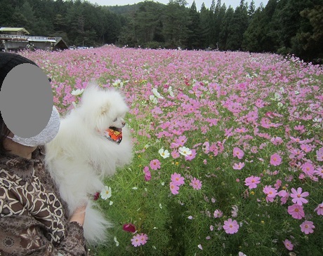 満開のコスモス_b0177436_21493883.jpg