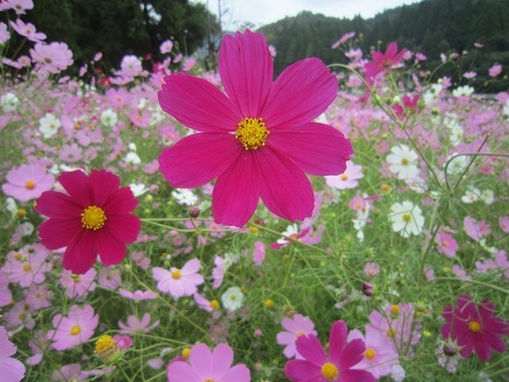 満開のコスモス_b0177436_21571834.jpg