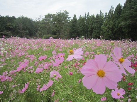 満開のコスモス_b0177436_21574711.jpg
