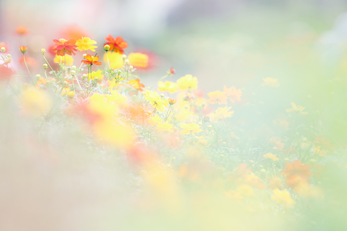 秋桜_b0049843_08423173.jpg