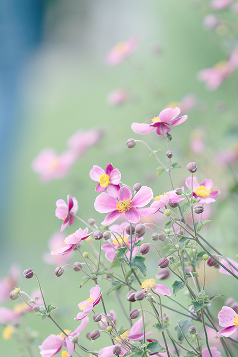 秋桜_b0049843_08431854.jpg