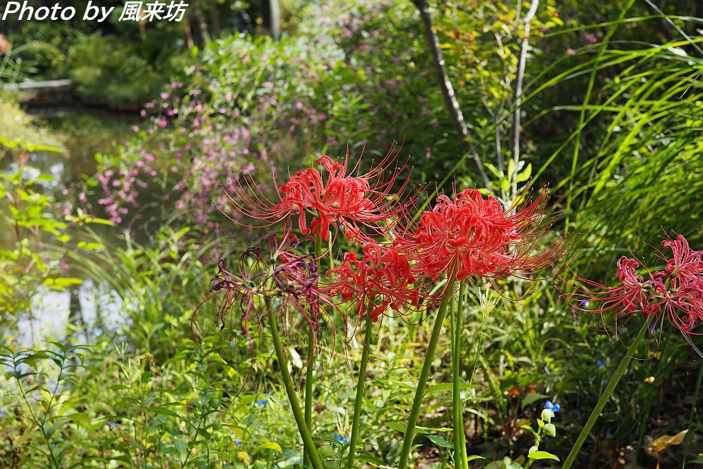 萩の花を愛でに向島百花園へ･･･_d0358854_21391414.jpg