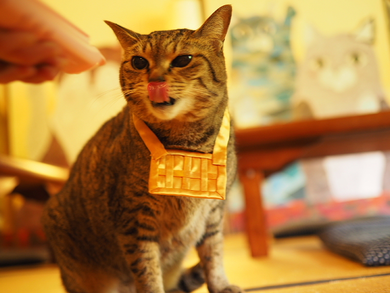 【Photo日記】猫猫寺(にゃんにゃんじ)&プリンにゃらモード ~京都旅②_b0008655_14022564.jpg