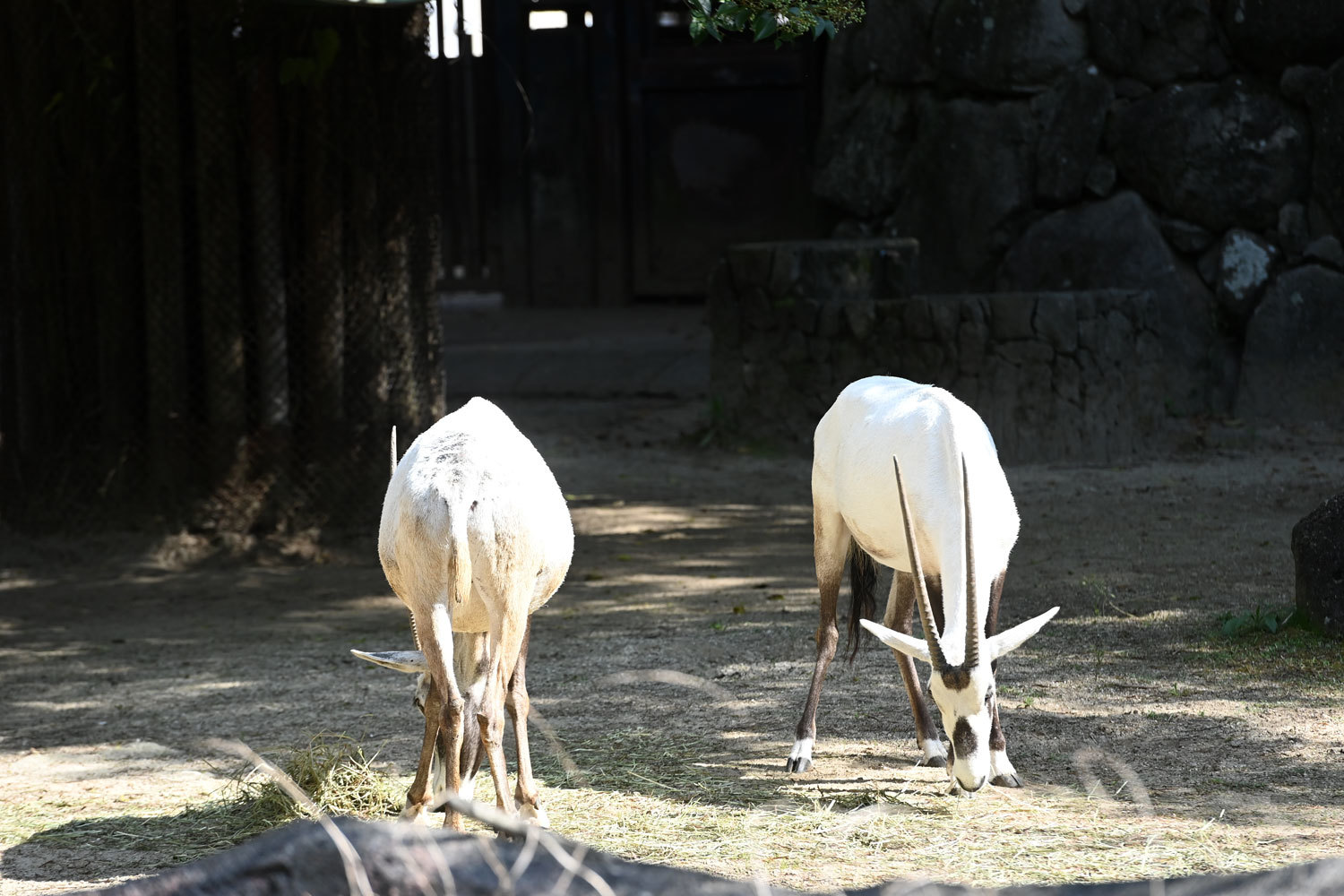 アラビアオリックスとカワセミ 動物園へ行こう