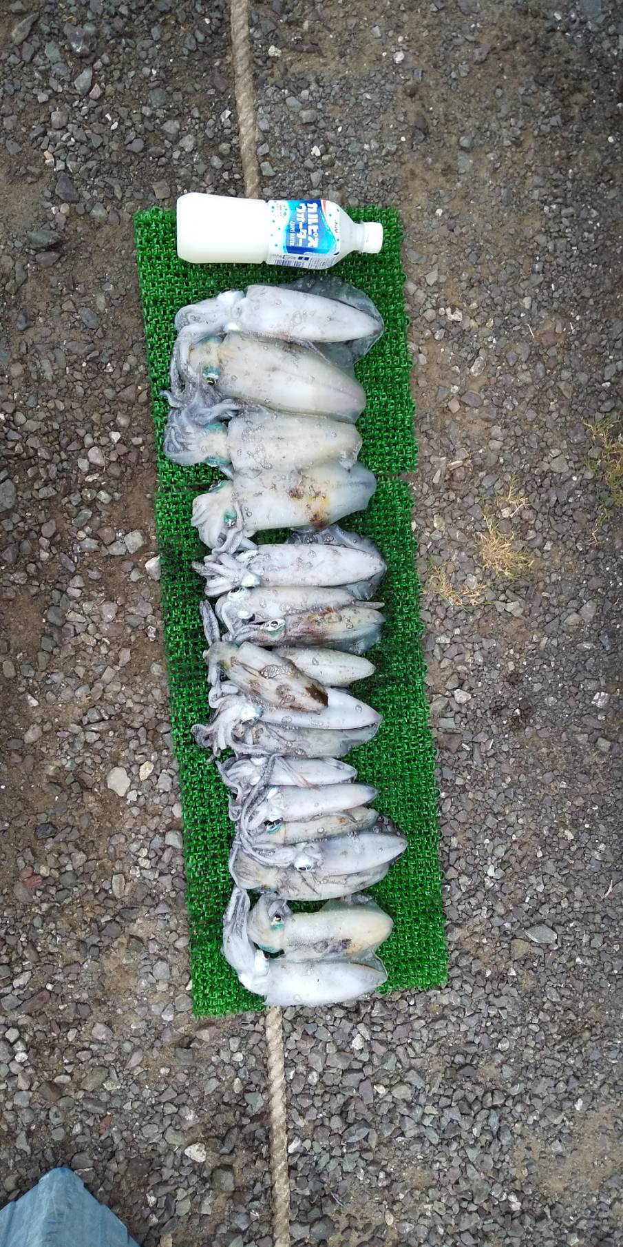 小浜エギング 絶好調大飯ティップラン 岐阜県人の海釣り日記