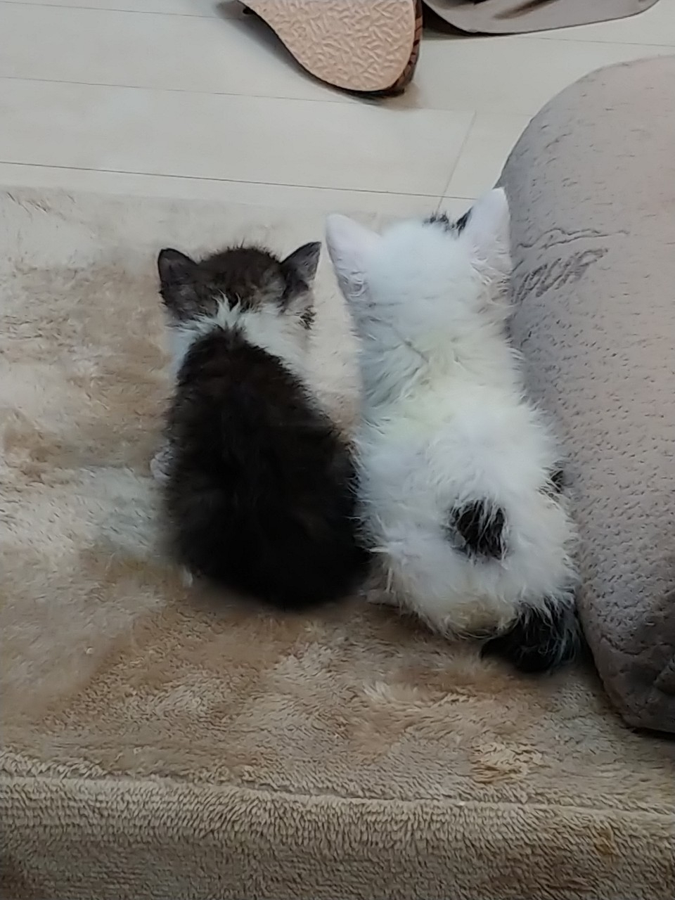 私は絶対に猫が死んでも謝らないと決めている Npo法人 府中猫の会 私は絶対に猫が死んでも謝らないと決めている Npo法人 府中猫の会