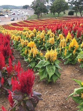 花を一輪 せめて手土産に…_e0027496_19444198.jpg