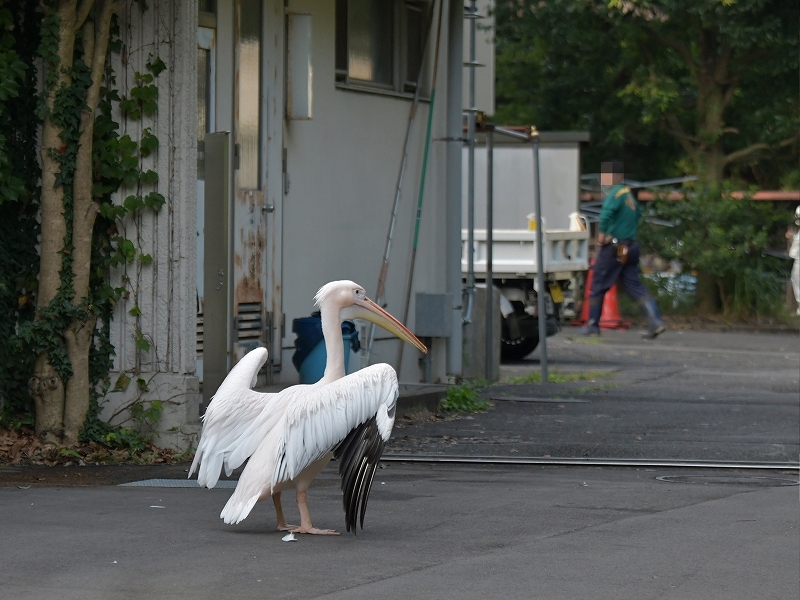 日が暮れだして_a0164204_15095014.jpg