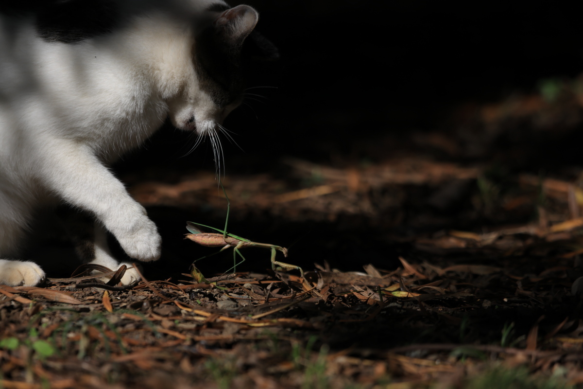 公園の野良猫 と カマキリ_f0369315_09211152.jpg