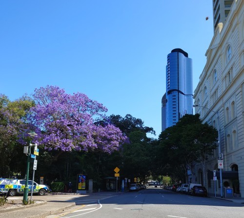 Jacaranda_b0055835_10070061.jpg