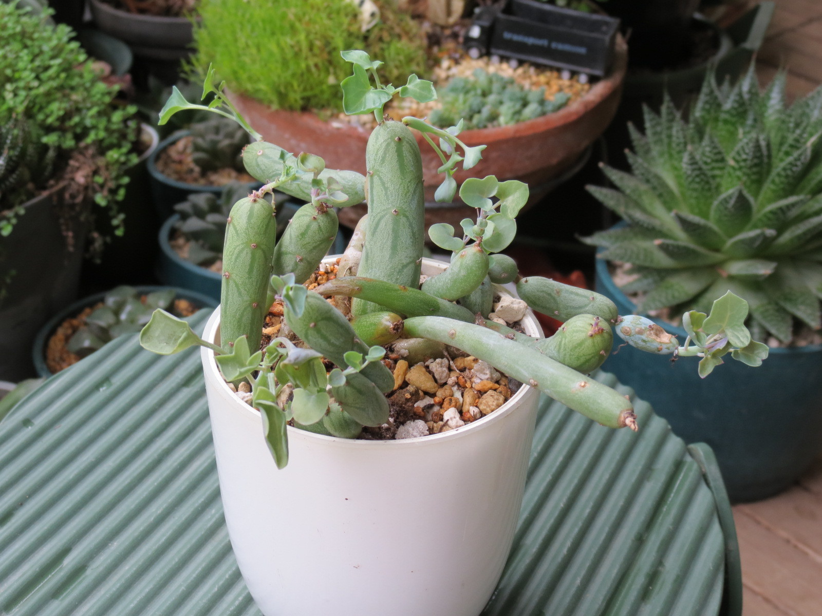 瓜のような 多肉植物 七宝樹 あるまじろの庭