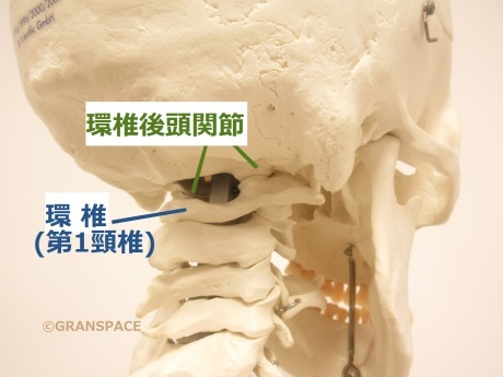 全身の関節』環椎後頭関節 その8 呼吸との関係 : 大阪梅田 整体院