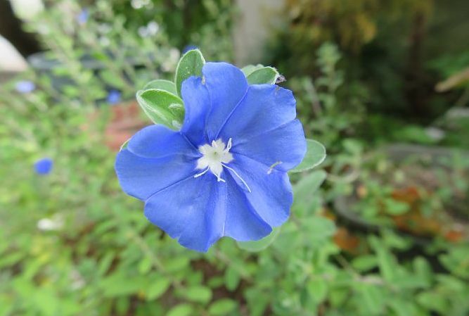 年10月9日 アメリカンブルーの青い花 今日の風に吹かれましょう