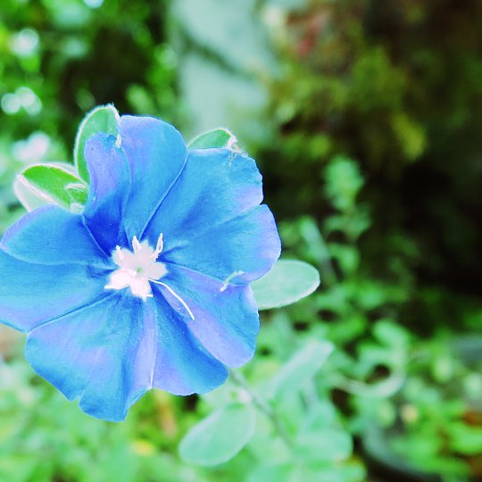 年10月9日 アメリカンブルーの青い花 今日の風に吹かれましょう