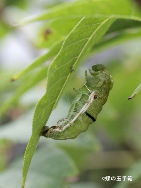 カラスアゲハの前蛹から蛹への脱皮 蝶の玉手箱