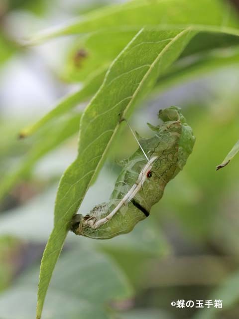 カラスアゲハの前蛹から蛹への脱皮 蝶の玉手箱