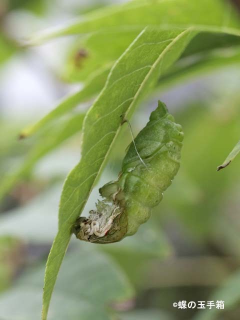 カラスアゲハの前蛹から蛹への脱皮 蝶の玉手箱 カラスアゲハの前蛹から蛹への脱皮 蝶の玉手箱