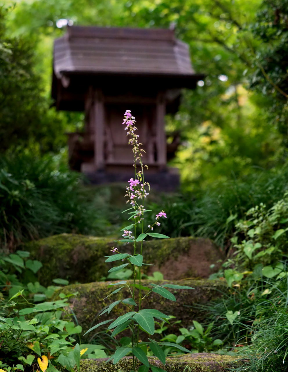 モクセイに誘われて 少林山達磨寺へ_c0305565_17285551.jpg