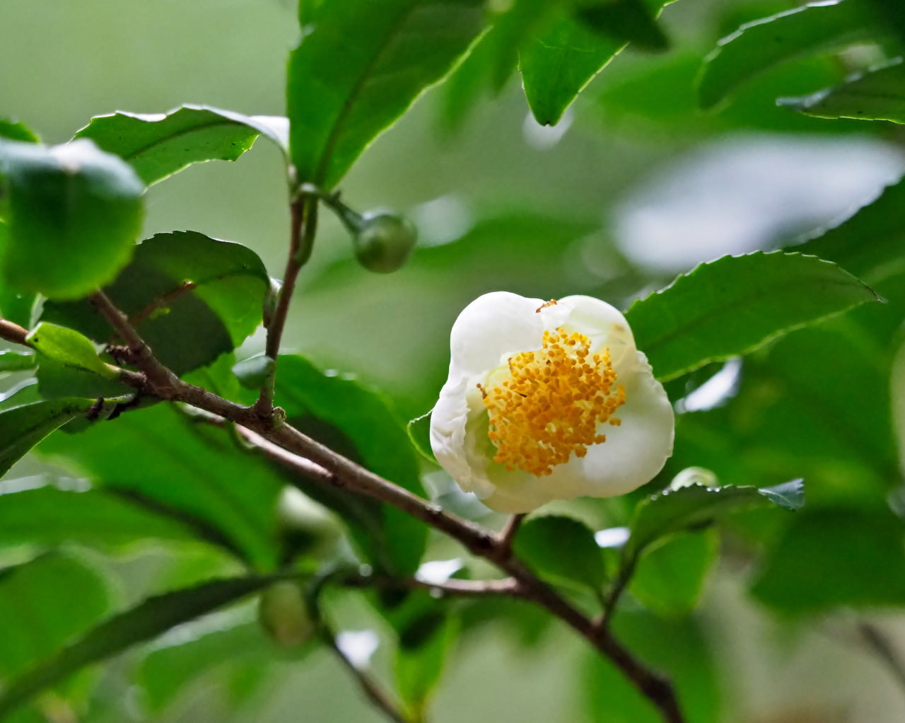 モクセイに誘われて 少林山達磨寺へ_c0305565_17315854.jpg