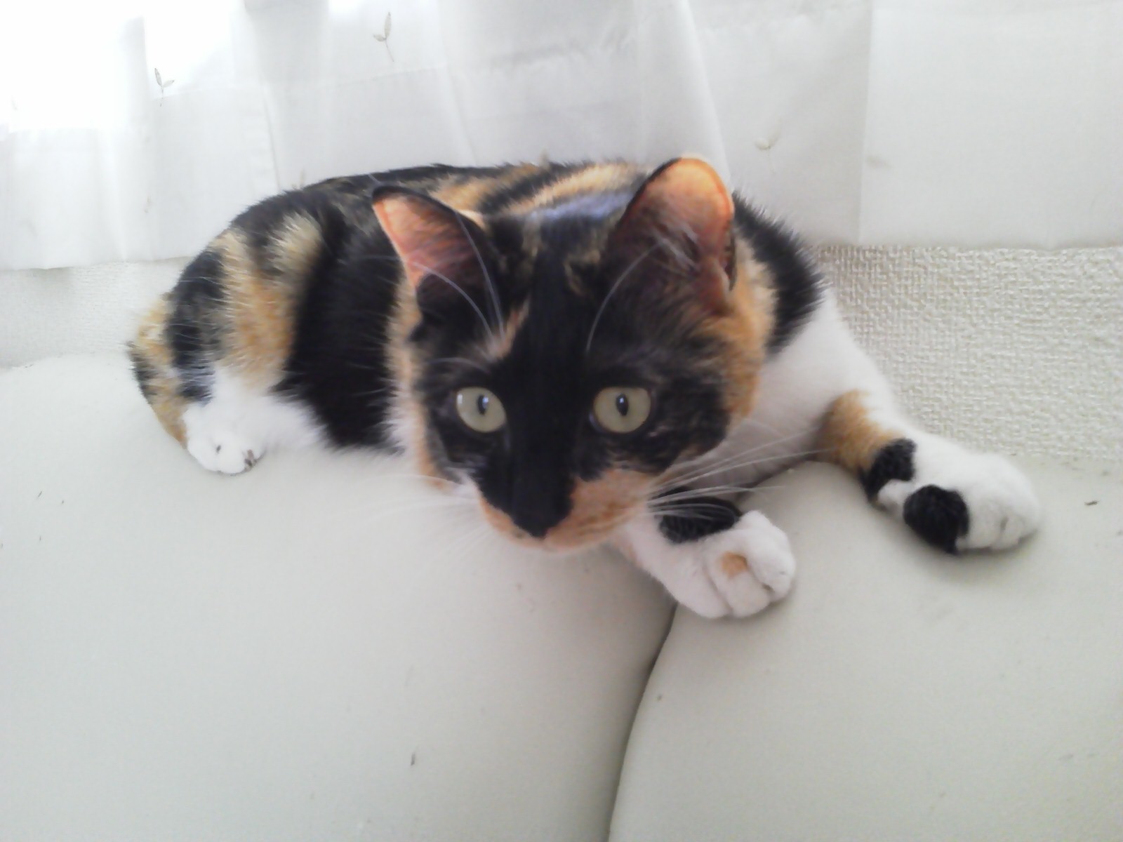 ミイちゃん 旅にゃん日記