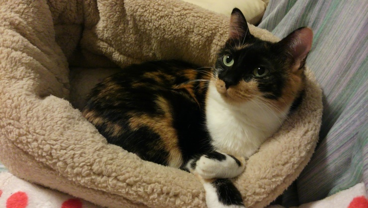 ミイちゃん 旅にゃん日記