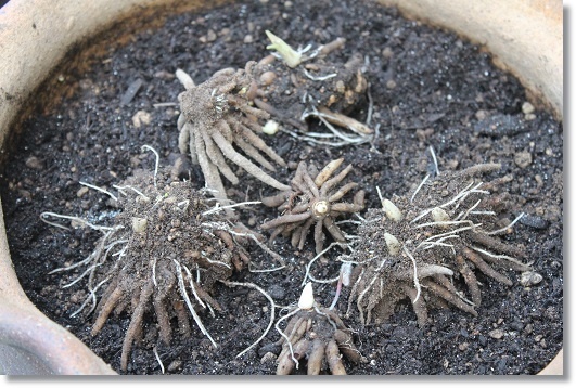 ラナンキュラス ラックスの植え付け すきな ことに かこまれて