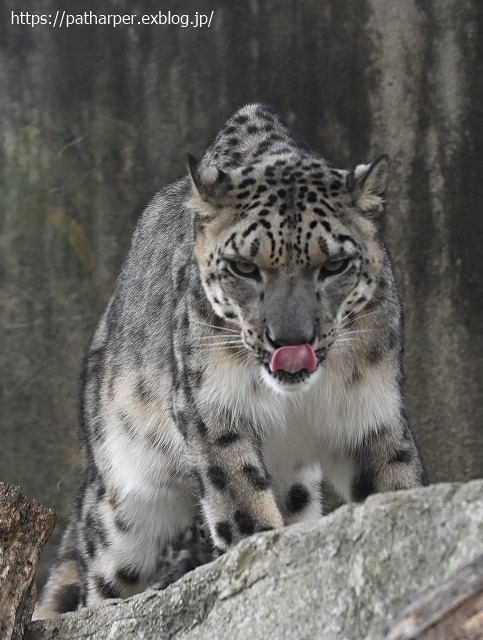 ２０２０年９月　王子動物園２　その１_a0052986_07193398.jpg