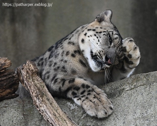 ２０２０年９月　王子動物園２　その１_a0052986_07215464.jpg