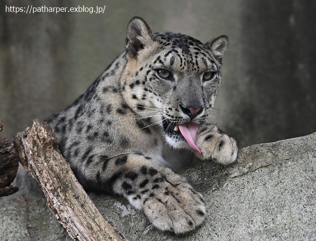 ２０２０年９月　王子動物園２　その１_a0052986_07215737.jpg