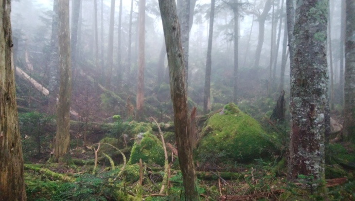 北八ヶ岳癒しの登山　稲子湯・みどり池・本沢温泉・天狗岳・唐沢鉱泉・渋の湯_e0231387_19294138.jpg