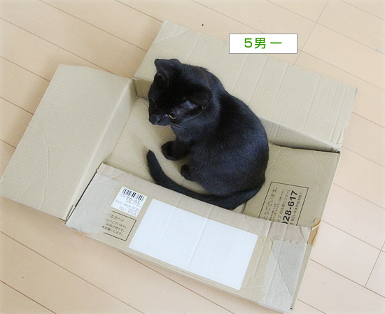 甲状腺機能亢進症だって_a0389088_13352966.jpg