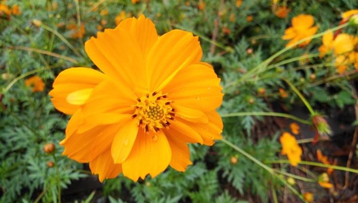 キバナコスモスとコスモス 夏から秋の花のカテゴリー 10 05 徳ちゃん便り