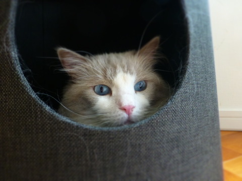 NECOTA 購入_e0237625_16142300.jpg