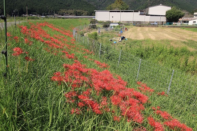 赤羽川土手の彼岸花(撮影:9月28日)_e0321325_15573419.jpg